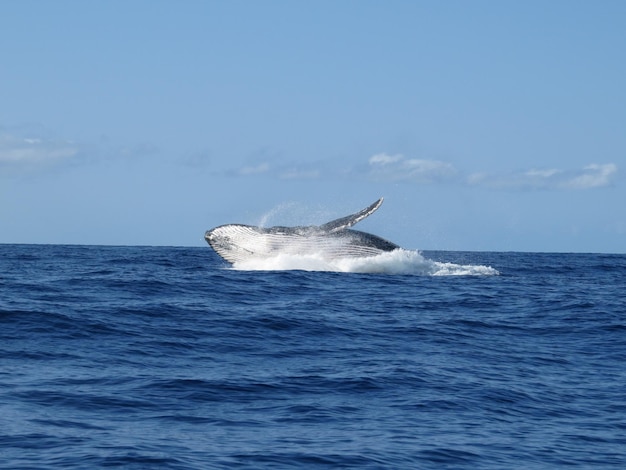 Une baleine dans la mer bleue calme