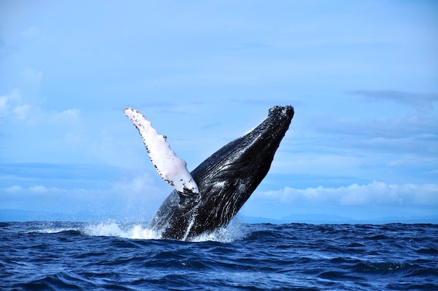 Une baleine dans la mer contre le ciel