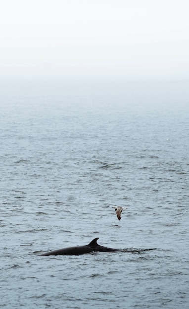 Baleine dans l'océan Atlantique, Islande