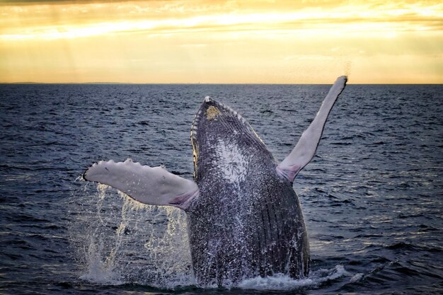 Photo la baleine émerge