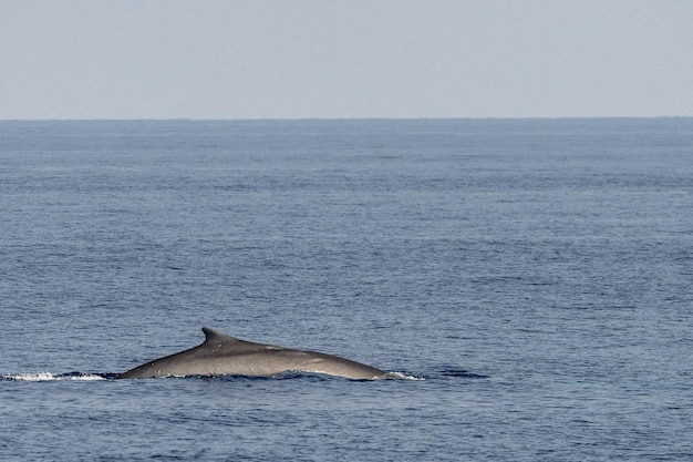 Une baleine fine endommagée dans une collision de navire avec une hélice sur le corps