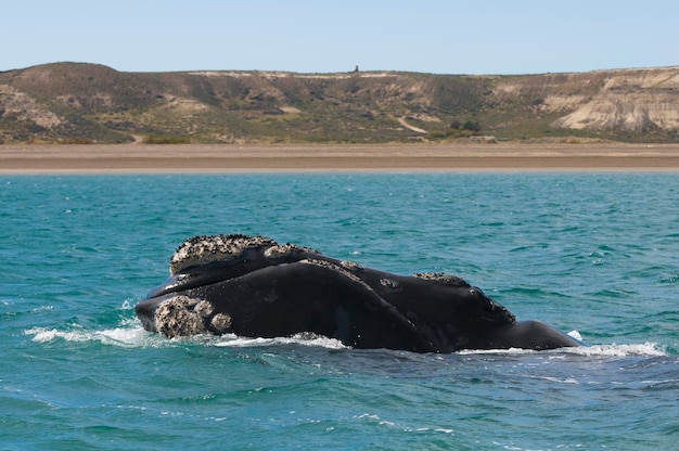 Baleine franche australe, Peninsula Valdes, Patagonie, Argentine