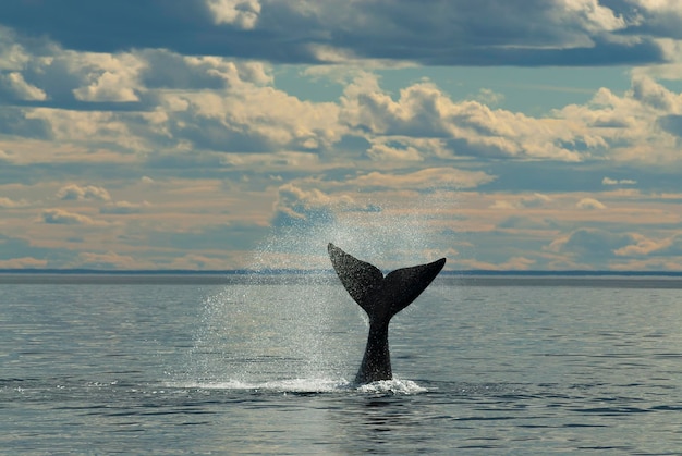 Baleine franche australe Queue Eubalaena Australis Péninsule Valdès Patagonie