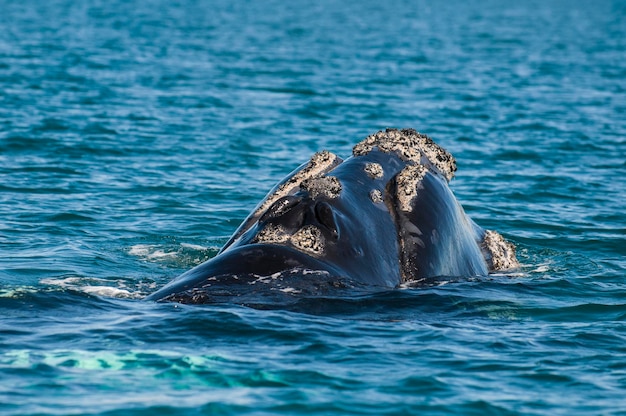 Baleine franche australe respirant à la surface Péninsule Valdès Patagonie Argentine