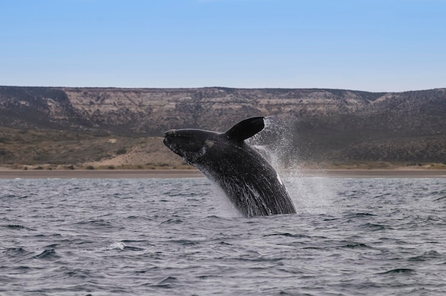 Baleine franche australe sautant Péninsule Valdès Patagonie Argentine