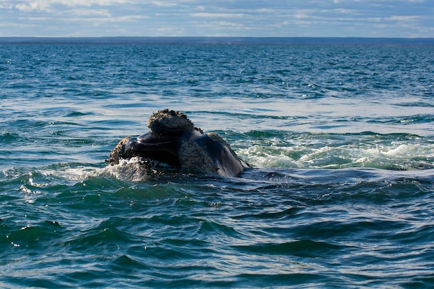 Baleine franche Sohutern respirant dans la surface de la Péninsule de Valdès Site du patrimoine mondial de l'Argentine Patagonie