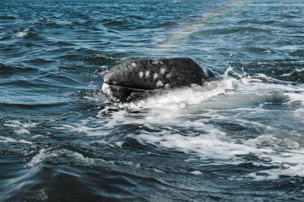 Photo baleine grise (eschrichtius robustus) surfaçage et jaillissant de l'eau avec rainbow