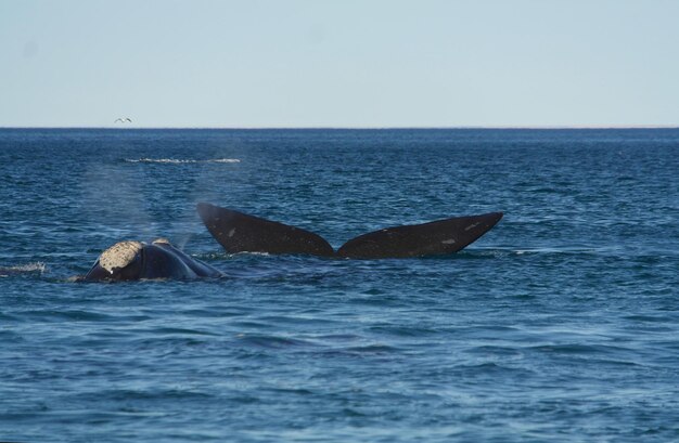 Une baleine nageant dans la mer contre un ciel clair