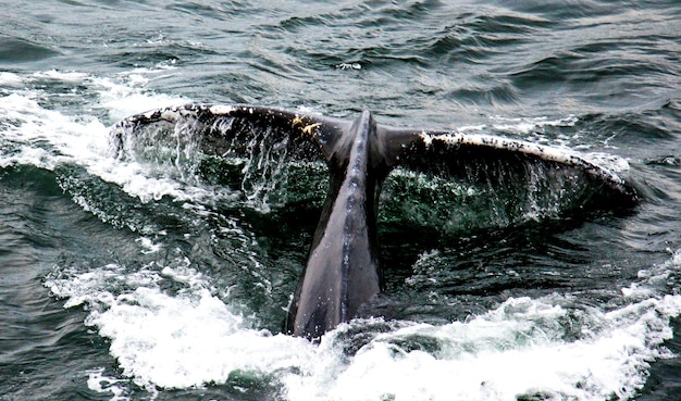 Une baleine nageant dans la mer