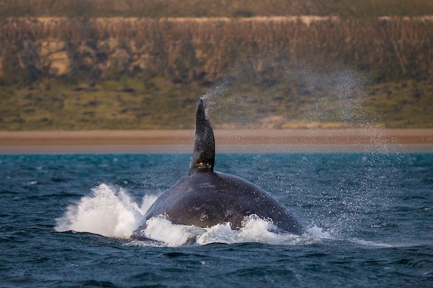 Baleine noire du sud sautant Péninsule de Valdes Patagonie Argentine