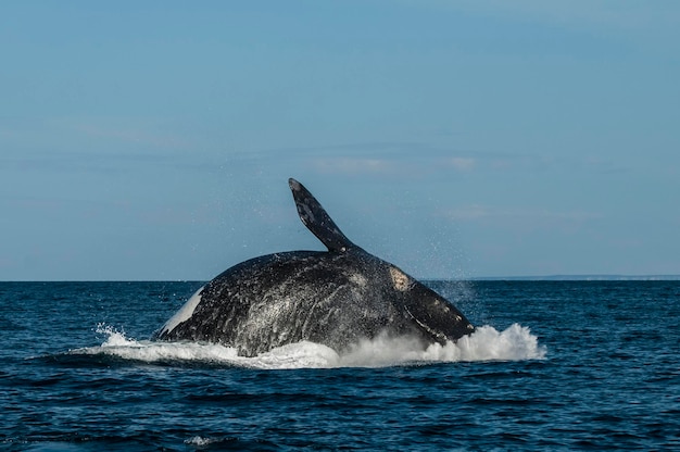 Photo la baleine noire du sud