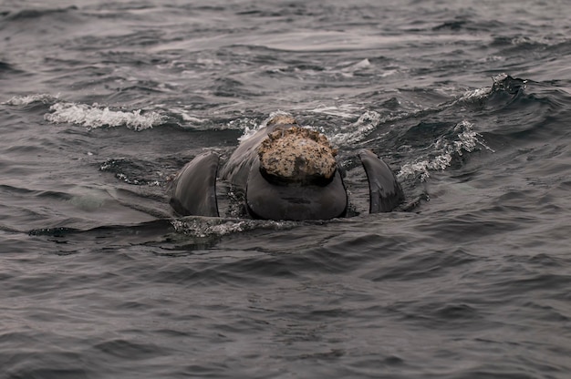 Baleine Patagonie Argentine