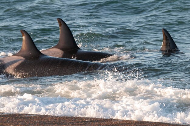 Une baleine tueuse chasse des lions de mer sur la côte paragonienne de la Patagonie argentine