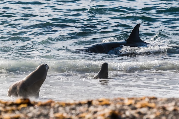 Une baleine tueuse chasse des lions de mer sur la côte paragonienne Patagonie Argentine