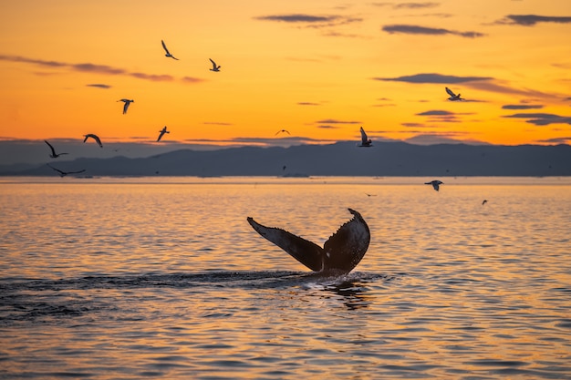 Baleines à bosse dans le magnifique paysage coucher de soleil