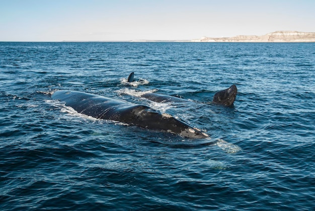 Baleines franches de Sohutern en surface espèces menacées PatagonieArgentine