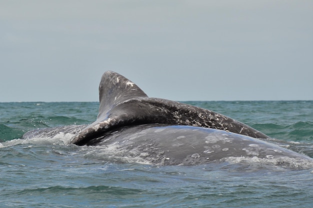 Des baleines nageant dans la mer contre un ciel clair