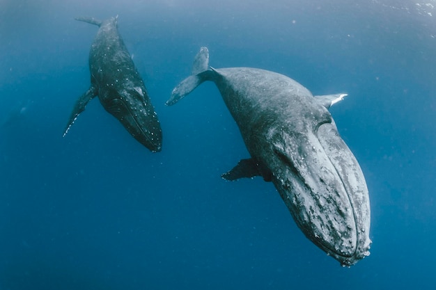 Des baleines nageant dans la mer