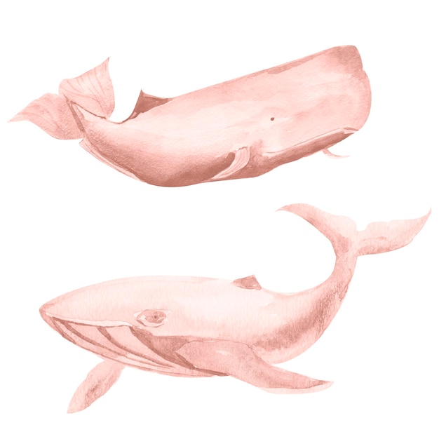 Baleines roses ensemble d'éléments aquarelles