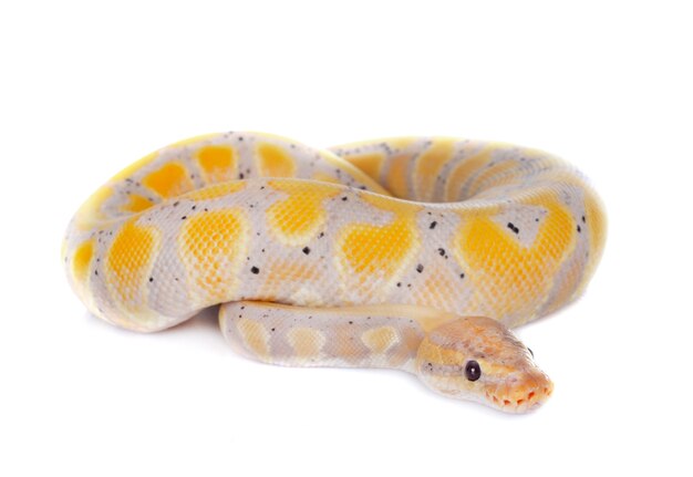 Ball python isolé