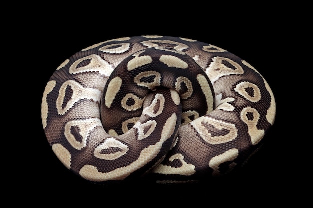 Ball python Mojave gros plan sur fond isolé