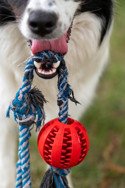 La balle sur la corde dans la bouche du chien blanc et noir photo de détail Border collie