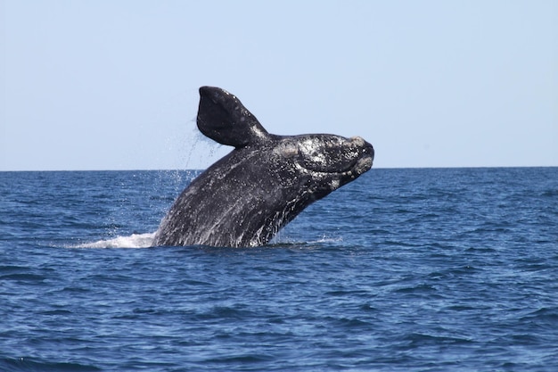 Ballena Franca Austral