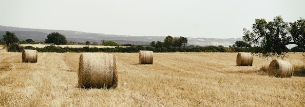 Balles sur champ d'été Panorama du paysage rural