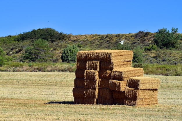 Des balles de foin après la récolte des céréales sous un ciel bleu