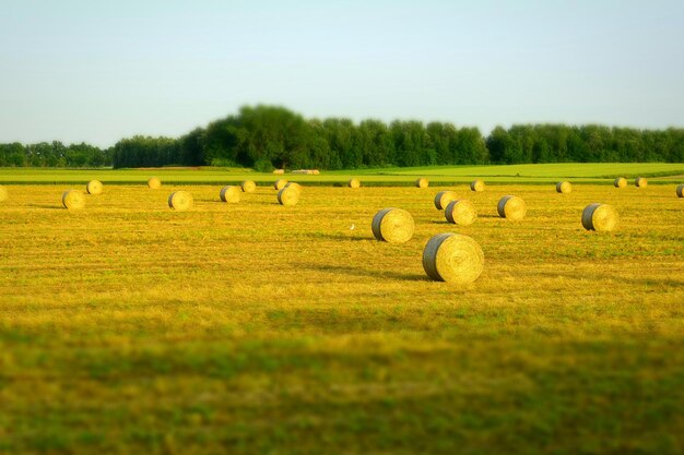 Photo des balles de foin sur le champ contre un ciel dégagé