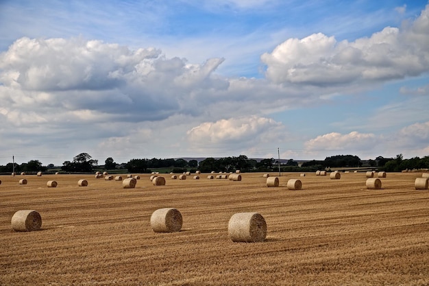 Des balles de foin sur le champ contre le ciel