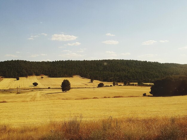 Photo des balles de foin sur le champ contre le ciel