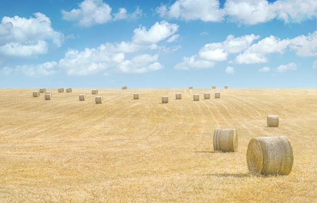 Balles de foin dans un champ d'herbe séchée sous un ciel bleu avec des nuages Paysage rural