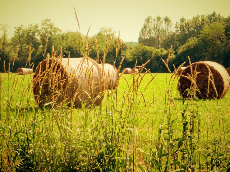 Photo des balles de foin dans le champ
