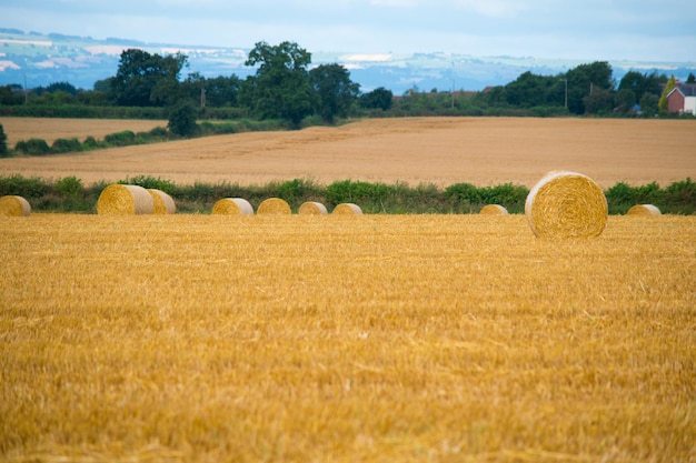 Photo des balles de foin dans le champ