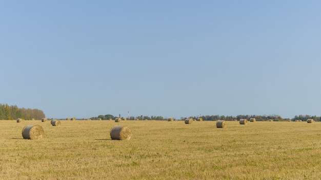 Balles de foin dans une ferme avec ciel bleu d'été.