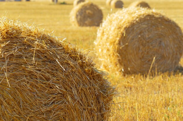 Photo balles de foin doré dans la campagne