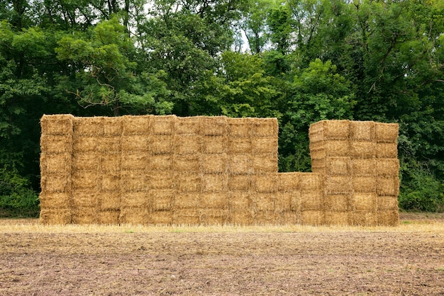 Balles de foin de forme carrée empilées dans un mur sur un champ de blé récolté séchant au soleil d'été