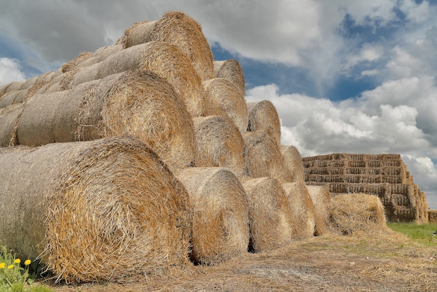 Balles de foin de paille à la ferme