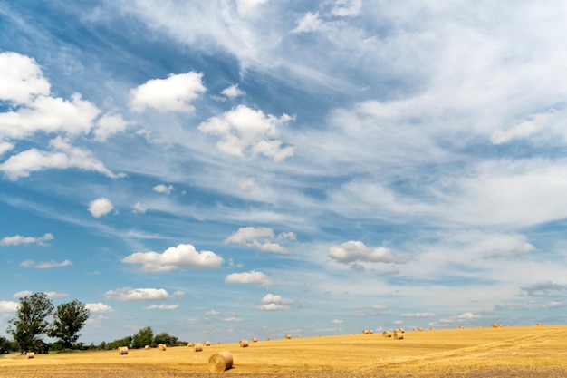 Des balles de foin sèchent sur le terrain par une chaude journée d'été sous de beaux nuages moelleux et un ciel bleu Beau paysage rural La saison de la récolte des céréales et de la recherche de nourriture pour les céréales et les légumineuses du bétail