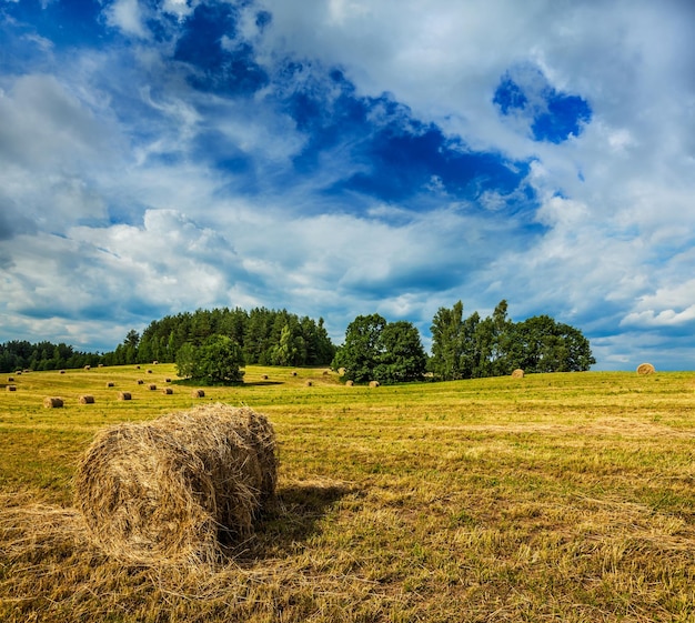 Balles de foin sur le terrain