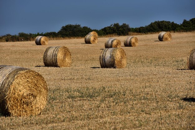 Des balles de foin sur des terres agricoles contre un ciel bleu