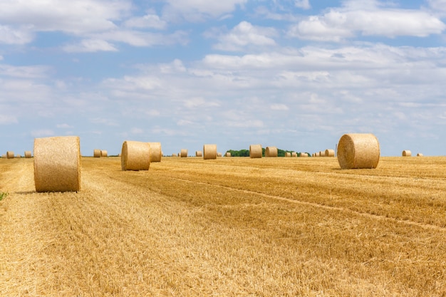 Photo balles de paille empilées dans un champ à l'heure d'été