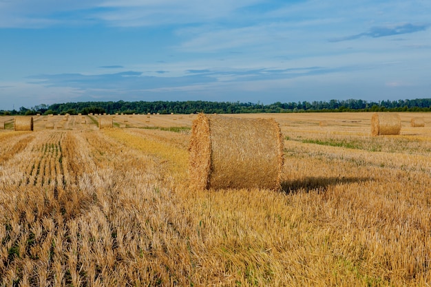 Balles de paille d'or jaune de foin dans le champ de chaume, domaine agricole sous