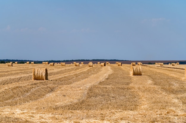 Balles de paille sur le terrain avec ciel bleu sans nuages