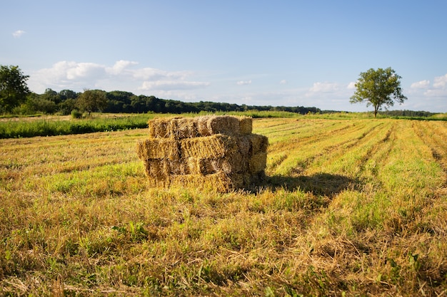 Balles de paille sur les terres agricoles