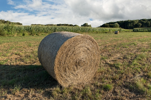 Balles rondes de foin récoltées dans un champ agricole