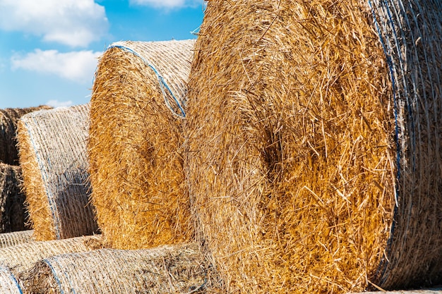 Balles rondes de paille Balles de pile de foin close up Agriculture farm