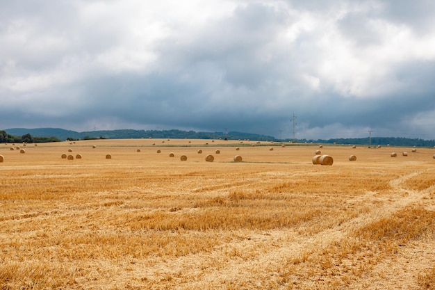 Balles rondes de paille sèche sur les terres agricoles