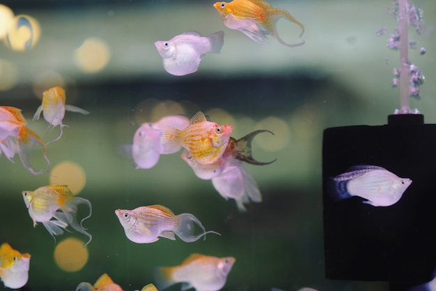 Ballons Mollies Dans Un Aquarium